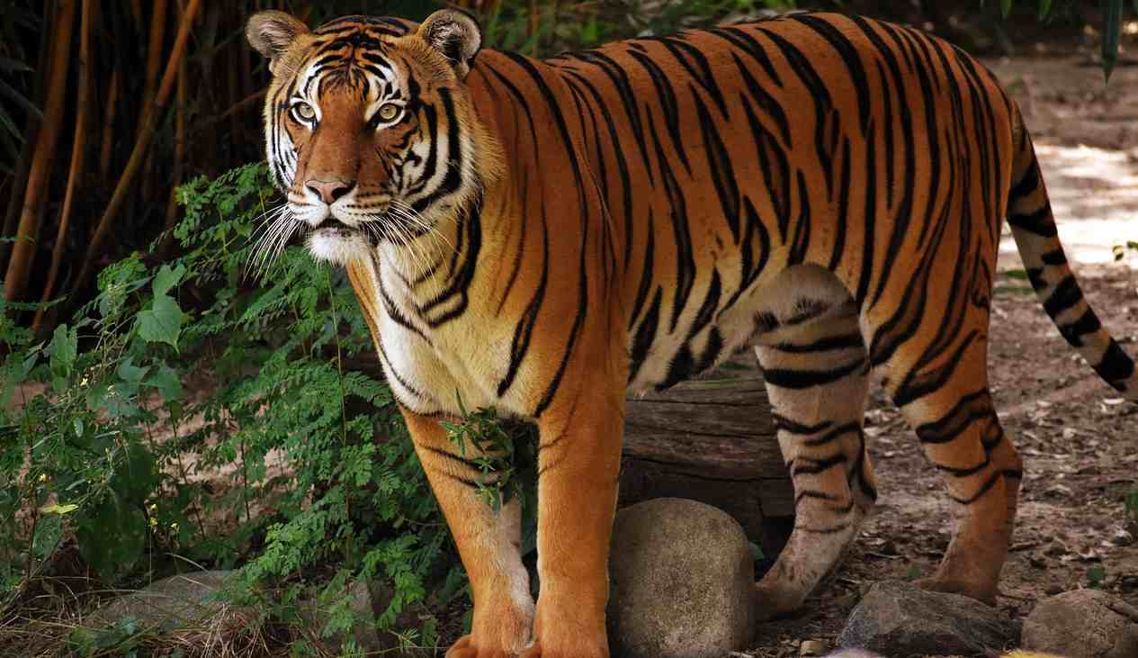 Only 1% Can Name These 40 Animals – Can You Join the Elite?