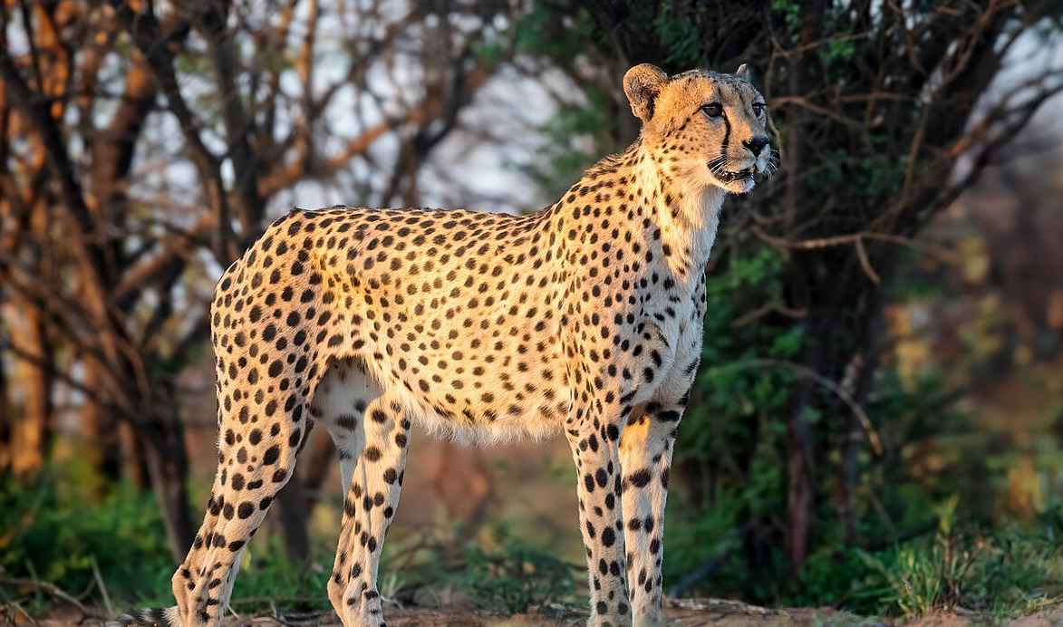 First instinct: can you identify this wild creature?