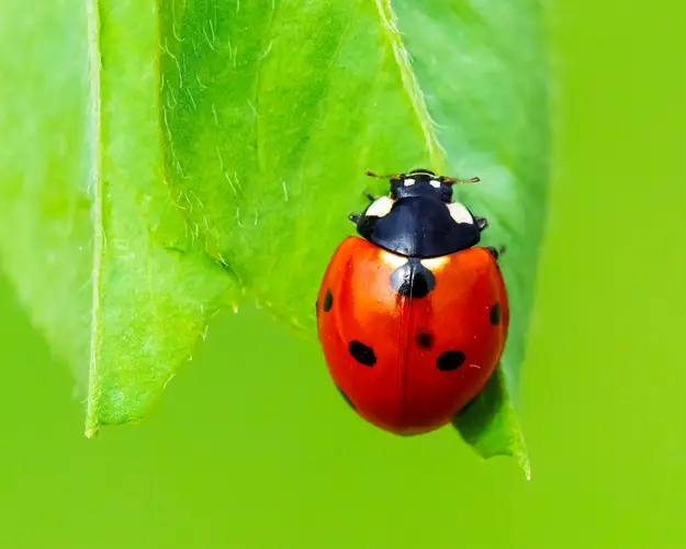 First instinct: can you name this spotted garden defender?
