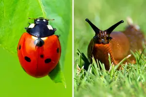 It's Really Sad, But 68% Of People Can't Identify These 40 Bugs — Can You?