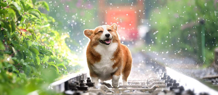Can You Train a Dog to Do EVERY Trick? Take This Quiz to Find Out!