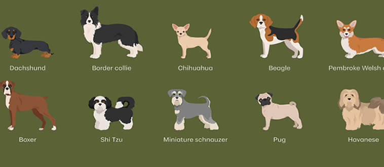 Only 5% Can Name All These Dog Breeds – Can You?