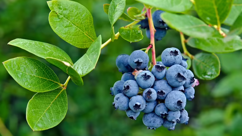 Only 1% Can Name Every Fruit on This Quiz