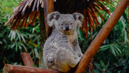 Koala
