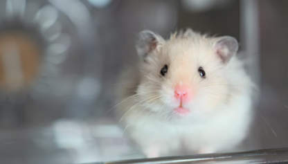 Hamster