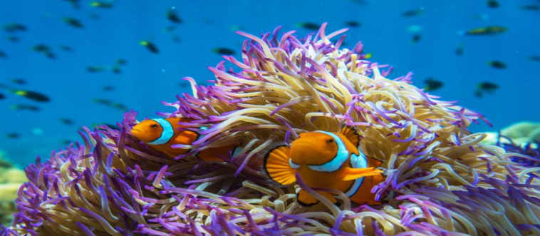 First instinct: which brilliantly colored fish makes its home tucked safely inside coral reefs?