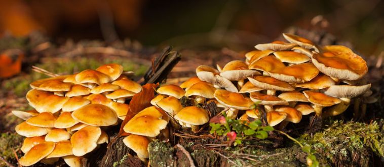 Blink and think — can you identify this clustered wood specimen?