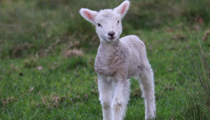 Baby goat