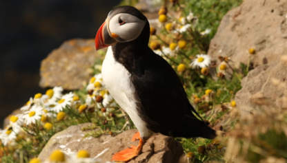 Puffin