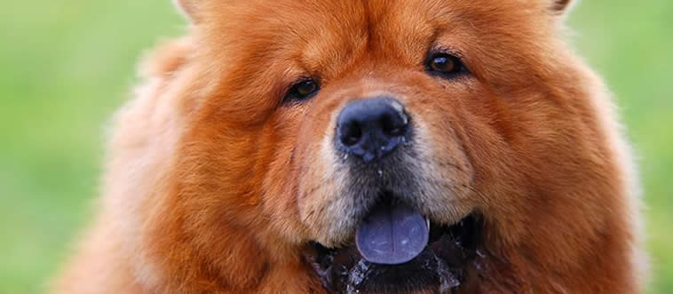 First instinct: which specific breed is famous for having a distinctive blue-black tongue?