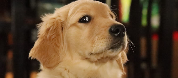 First instinct: can you name this gorgeous, friendly retriever breed?