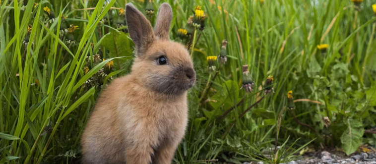 Ready for a Vacation? Choose Lovable Animals and I’ll Pair You with Your Perfect Escape!