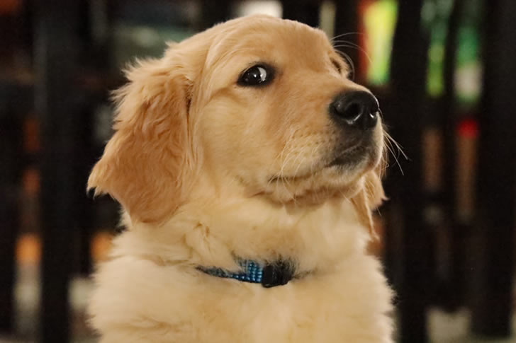 Only True Dog Lovers Can Score 4040 On This Breed Quiz