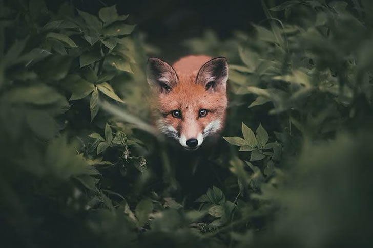 Answer These 40 Questions to Prove You’re Built for the Wild