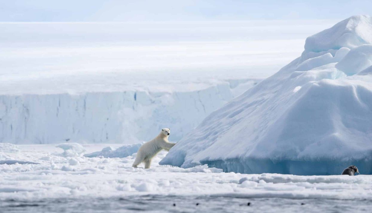 Arctic Survivor: Can You Outlast a Week in the Frozen Wilderness?