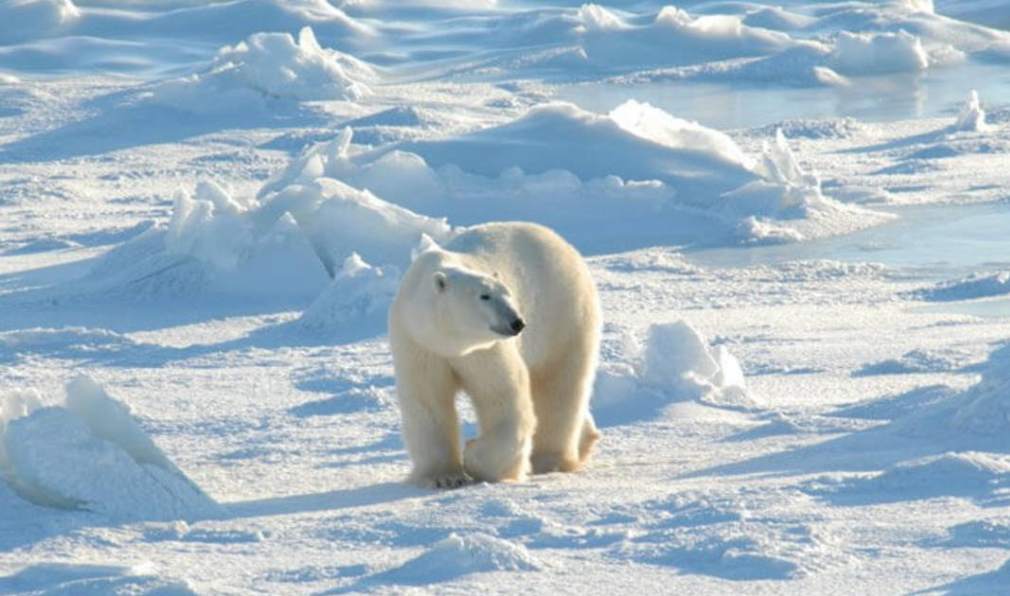 Quick — if a polar bear starts heading your way in the frozen north, what's your safest move?
