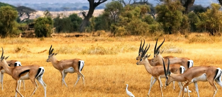 Think You Know Wildlife? Name These 40 Savannah Animals To Prove It!