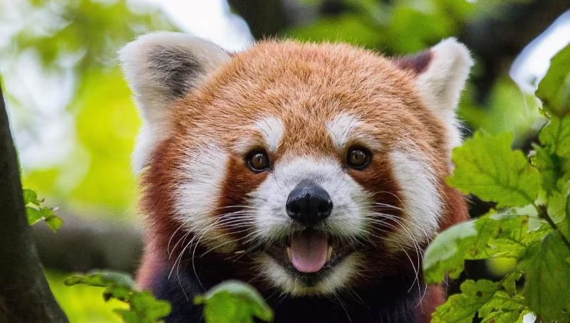 What Animal Are You? Find Out with This Fun Quiz!