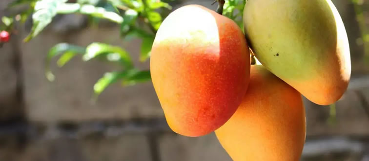 Quick—can you identify this vibrant tropical stone fruit?