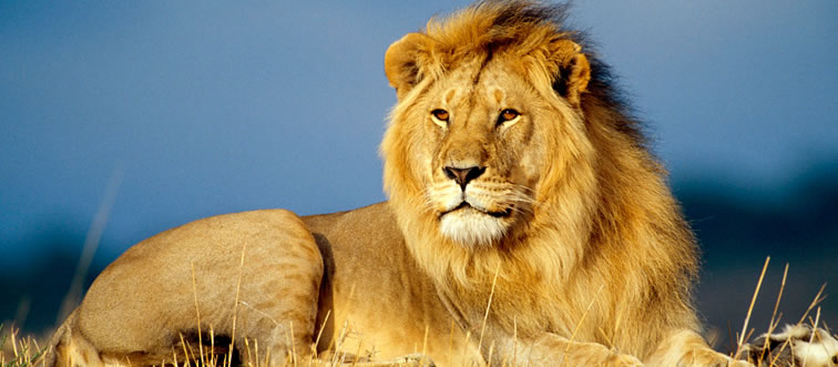 First instinct: which majestic creature is this?