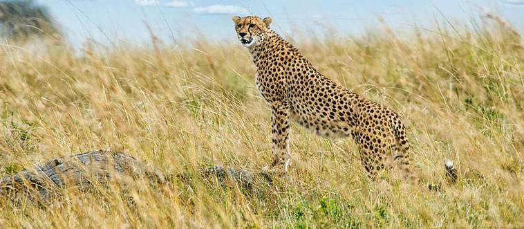 Can you name this creature? It holds the title of the swiftest sprinter on land.