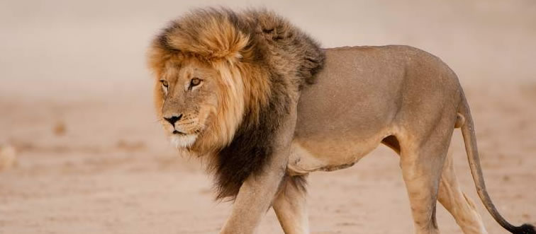 First instinct: name this iconic social predator of the African plains.