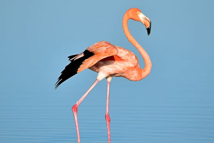 Can You Identify These Animals From Just a Picture Most People Can't