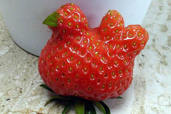 Can You Name These Fruits Without Second-Guessing Yourself