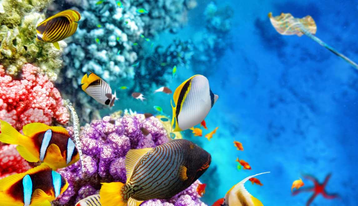 Lock in the clue: which staggering underwater giant holds the title of the planet's largest living structure?
