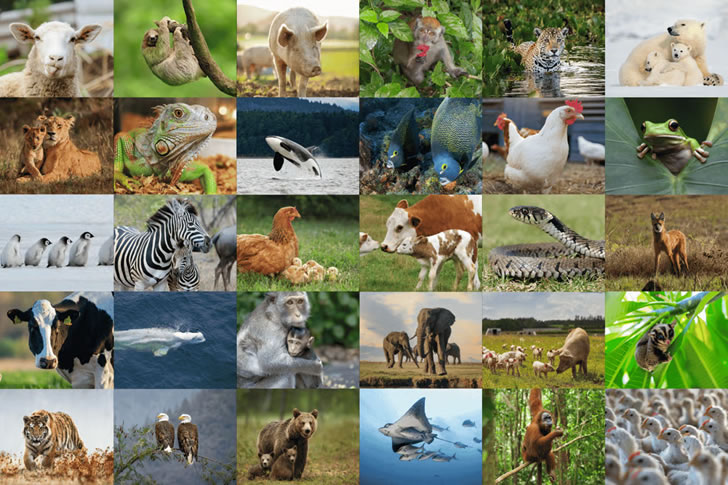 Only the Sharpest Minds Can Score Over 32/40 on This Animal Trivia Test