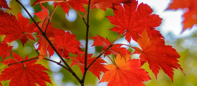 First instinct: which gorgeous specimen lights up autumn woods like a natural bonfire and supplies sweet syrup?