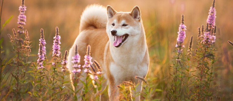 Quick — can you place this exact canine?