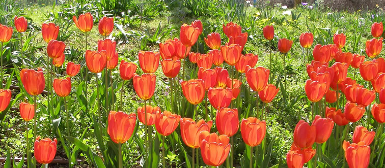 Quick — can you name this classic spring icon?