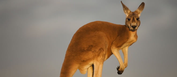 Blink and think — which southern nation claims the bounding Kangaroo as its official animal mascot?