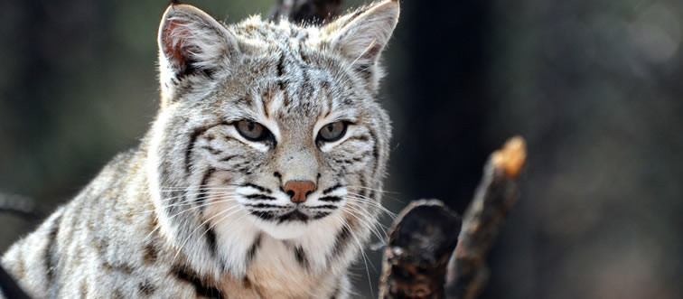 Quick — which creature holds the ultimate speed record on land?