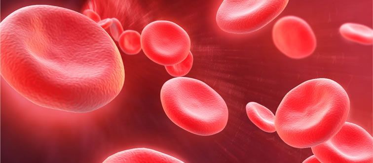 First instinct: which organ acts as your body's main blood-filtration plant?