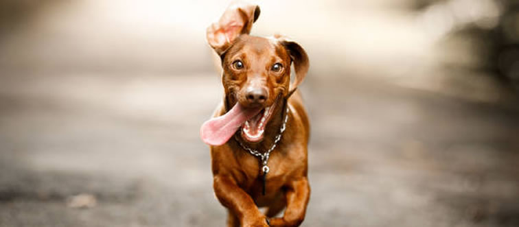 Blink and think — which creature claims the crown for the fastest land speed on Earth?