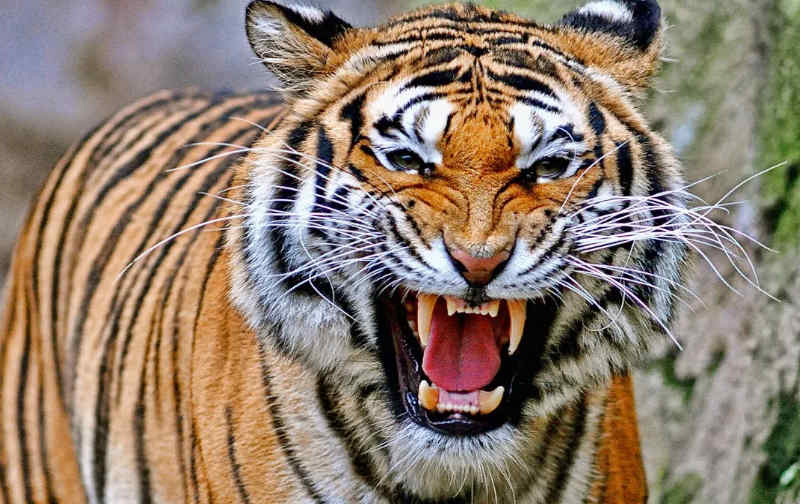 Deadliest Animals Quiz: Will You Make It Out Alive?
