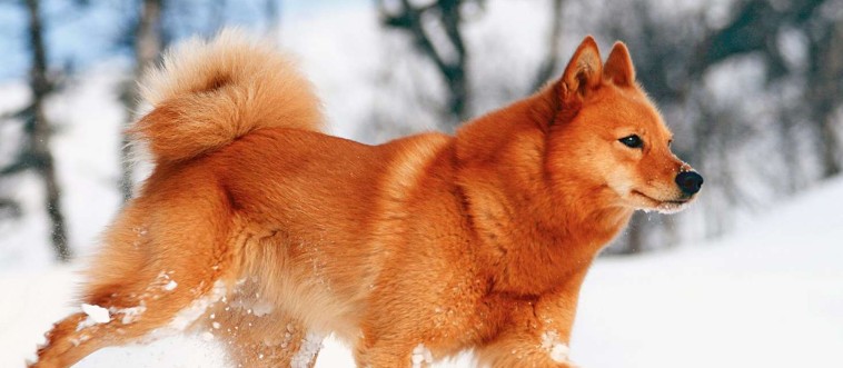 Bet You Can’t Name All These Dogs on the First Try!