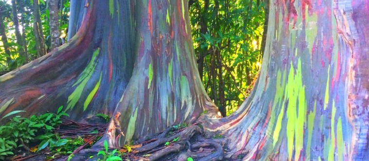 Can You Name These Trees or Are You Barking Up the Wrong One?