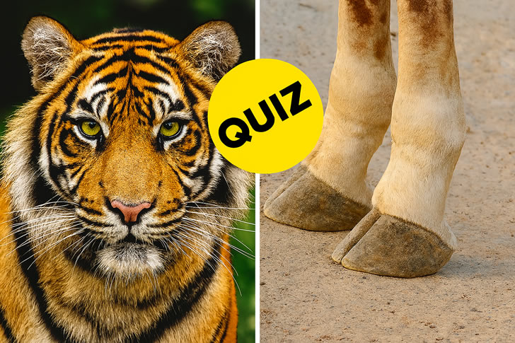 Only Animal Geniuses Can Score Higher Than 30/40 on This General Knowledge Quiz