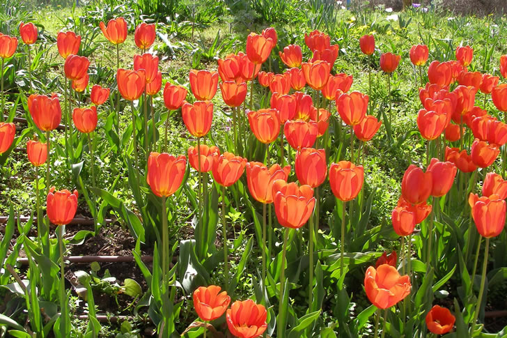 Only 1% Can Name All These Flowers Without Googling — Are You One of Them?