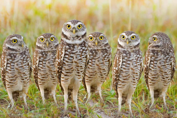 Can You Match the Right Collective Noun to the Animal?