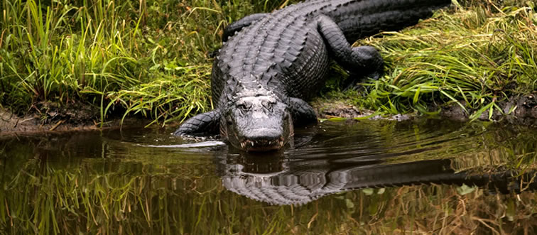 Quick — can you place this reptile from the photo?