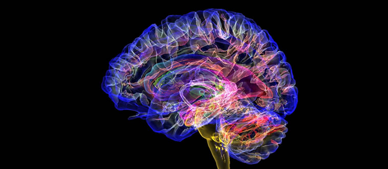 First instinct: which bony structure acts as the ultimate helmet to protect your brain?