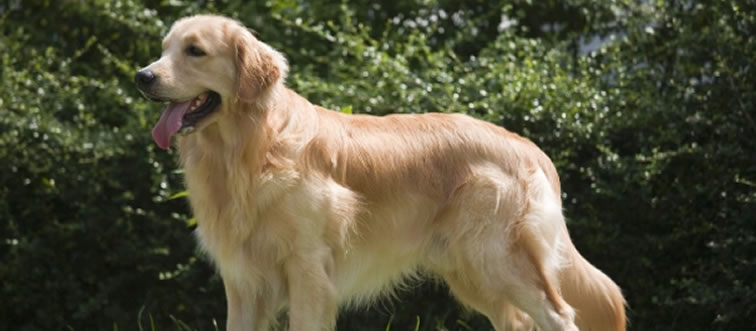 Quick—can you identify this iconic canine?