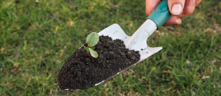 Quick — can you name the classic gardening tool shown here?