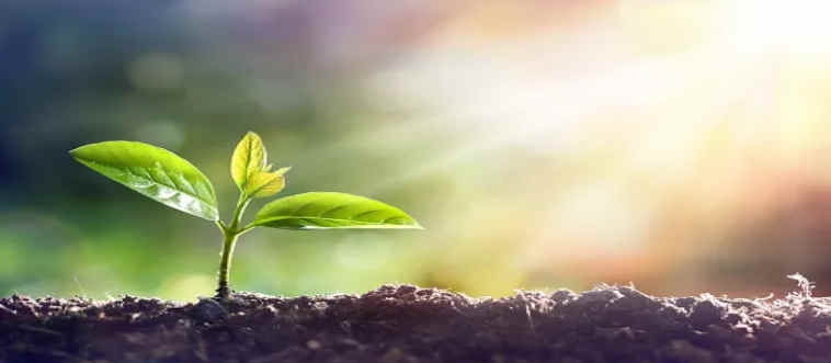 First instinct: what is the name of the process plants use to convert sunlight into food?