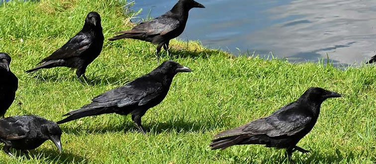 Blink and think: what do you call a gathered group of crows?