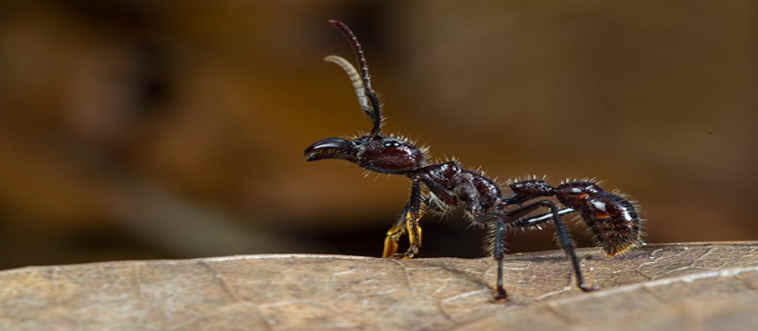 Quick—can you identify this bug?